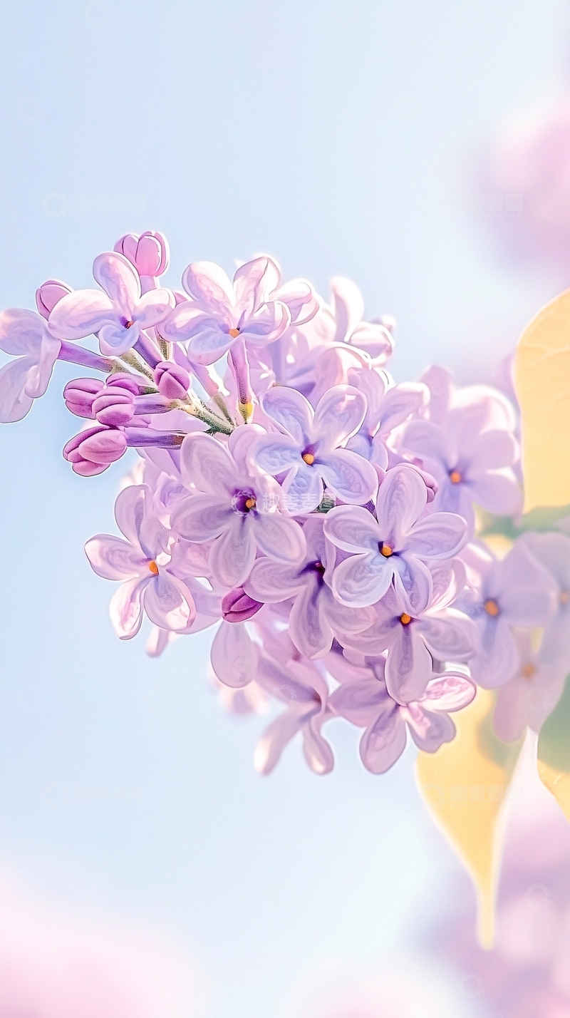 高清大图下载【趣麦麦图】紫色丁香花自然背景