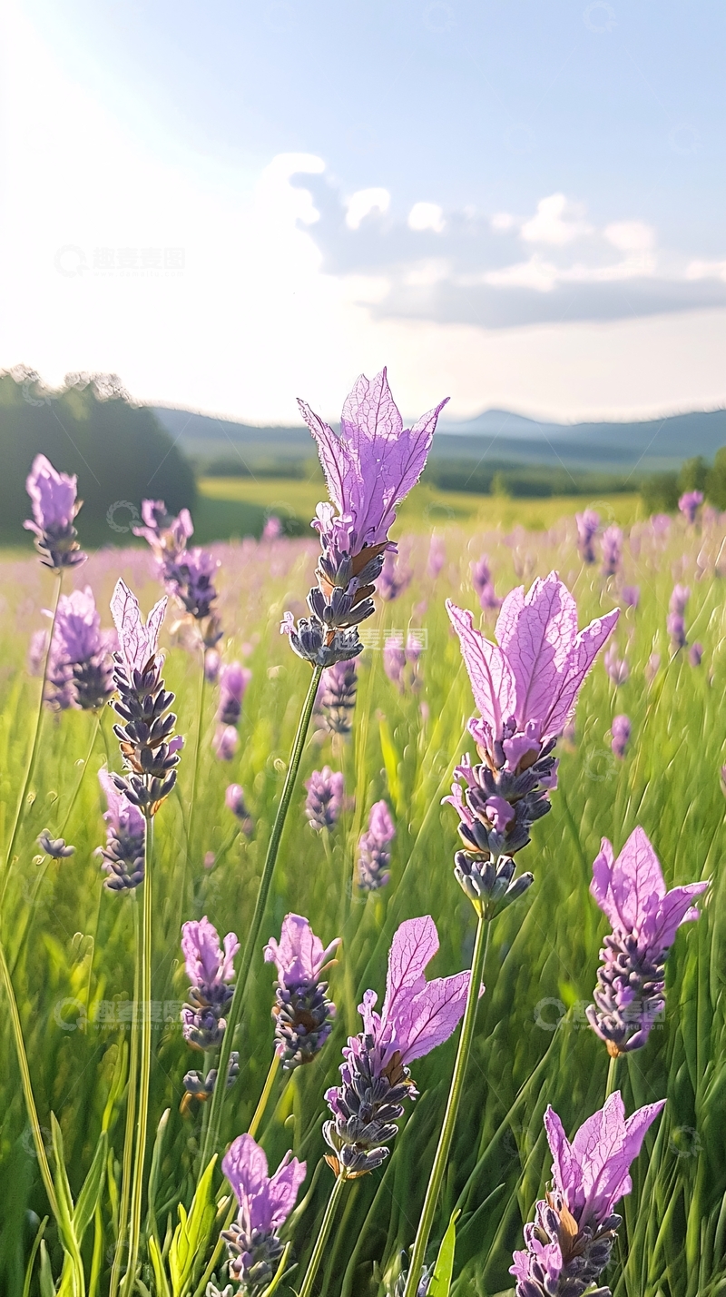 高清大图下载【趣麦麦图】薰衣草田野下的宁静时光