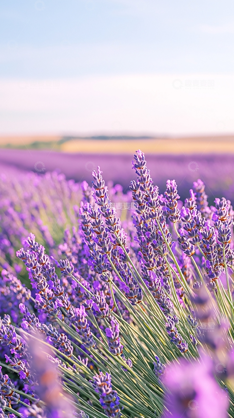 高清大图下载【趣麦麦图】薰衣草田野风景
