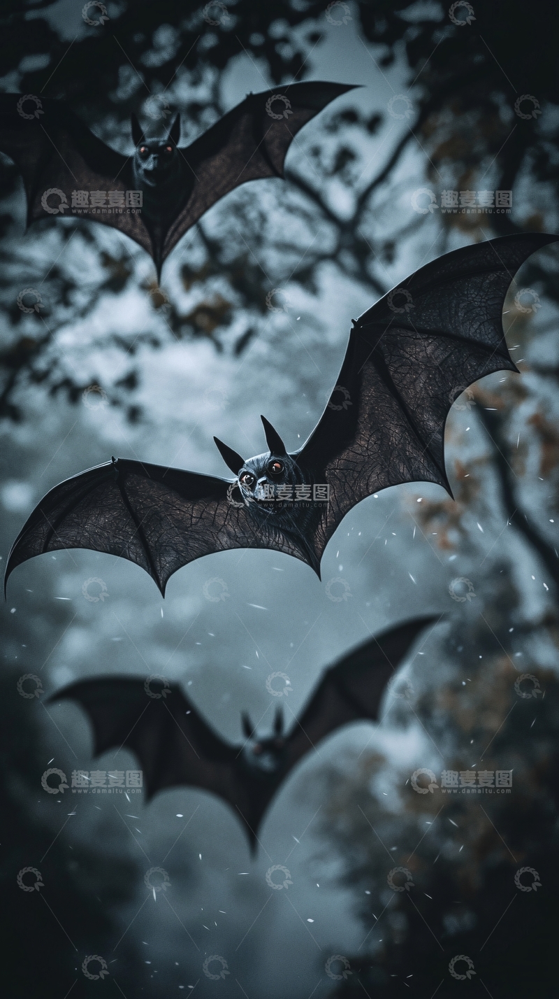 高清大图下载【趣麦麦图】夜空中飞翔的蝙蝠