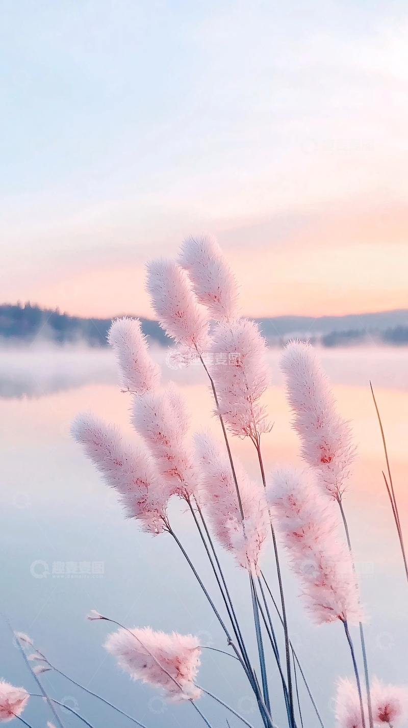 高清大图下载【趣麦麦图】晨雾中的粉色芦苇花