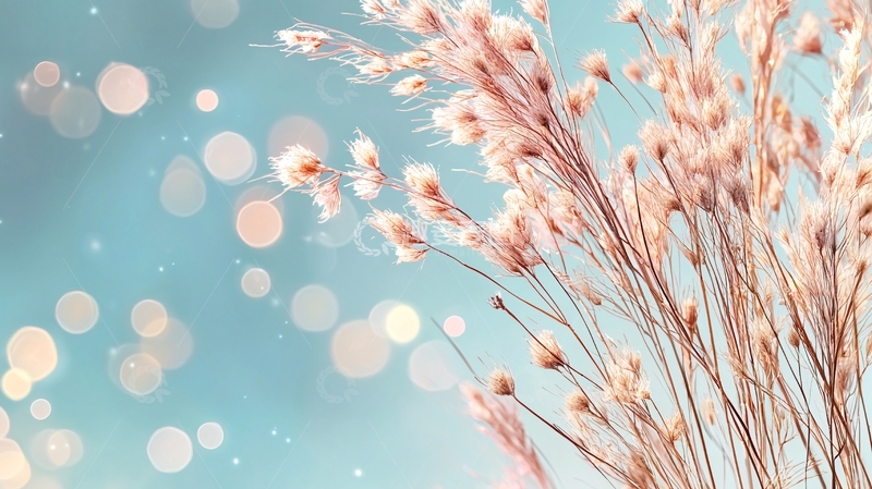 高清大图下载【趣麦麦图】干花背景自然风景