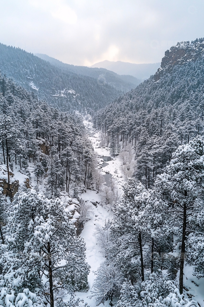 高清大图下载【趣麦麦图】冬日松林高清图片
