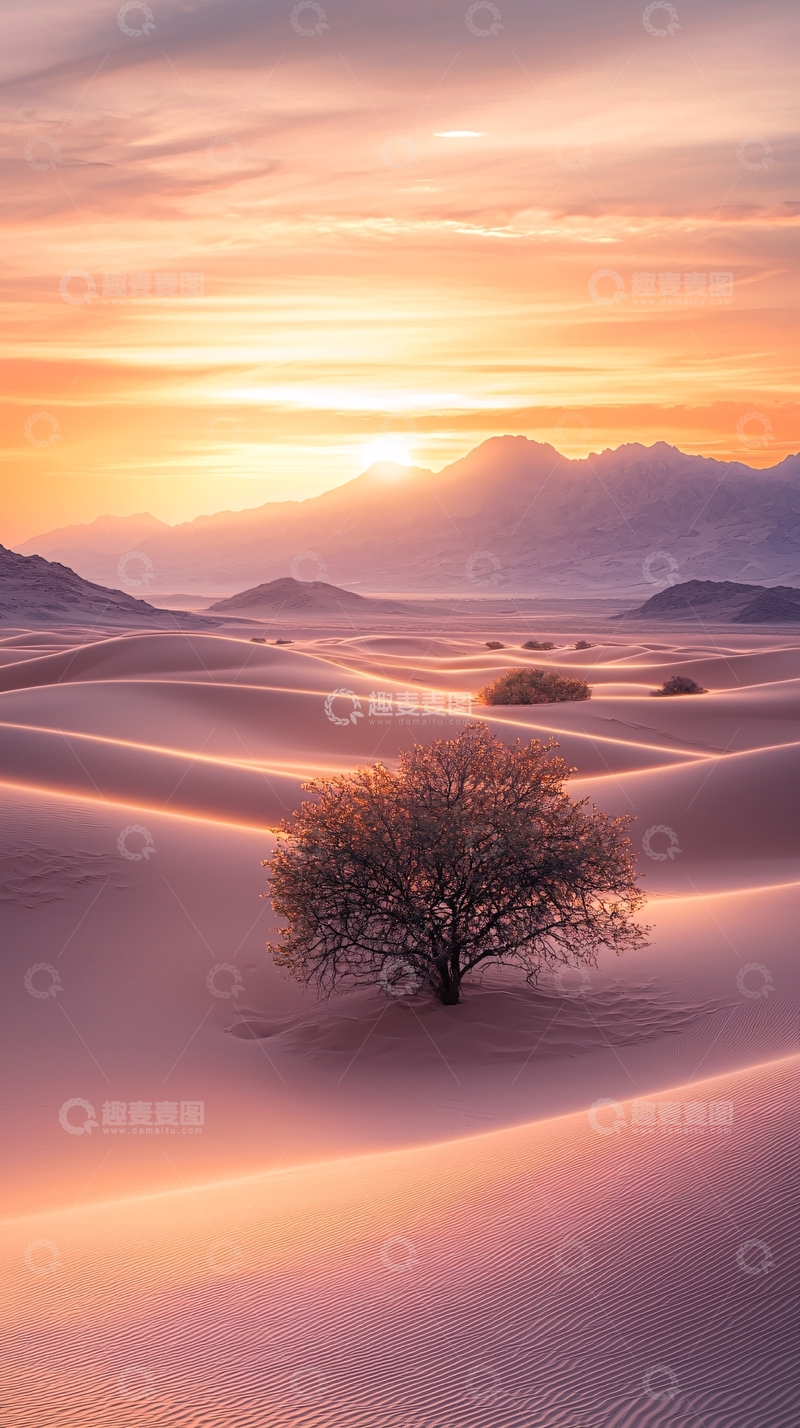 高清大图下载【趣麦麦图】沙漠日落孤树风景