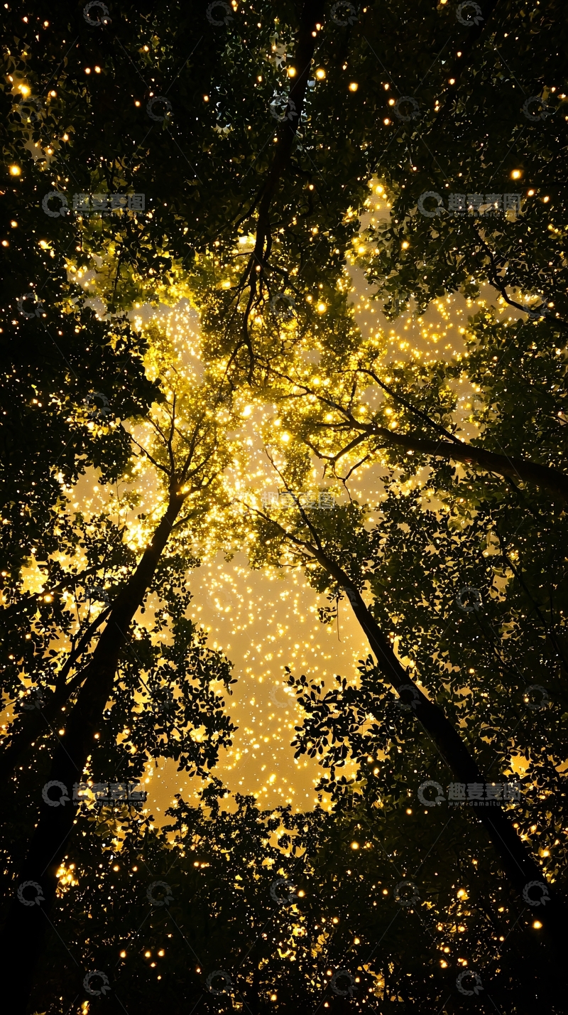 高清大图下载【趣麦麦图】夜晚森林中的光斑