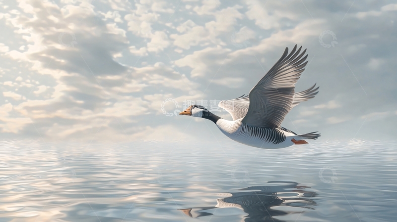 高清大图下载【趣麦麦图】飞翔的鹅与宁静水面