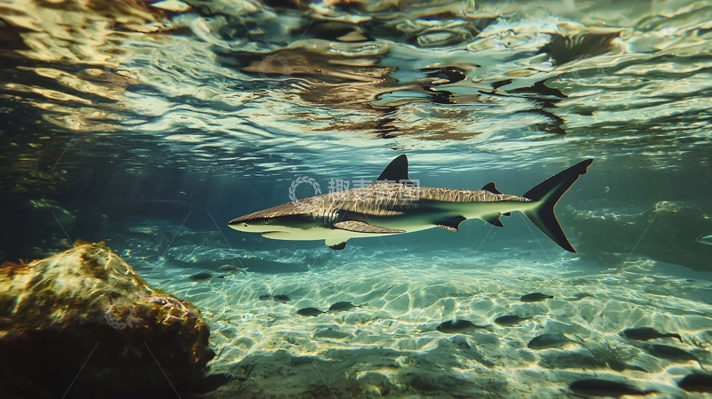 高清大图下载【趣麦麦图】深海鲨鱼游动场景