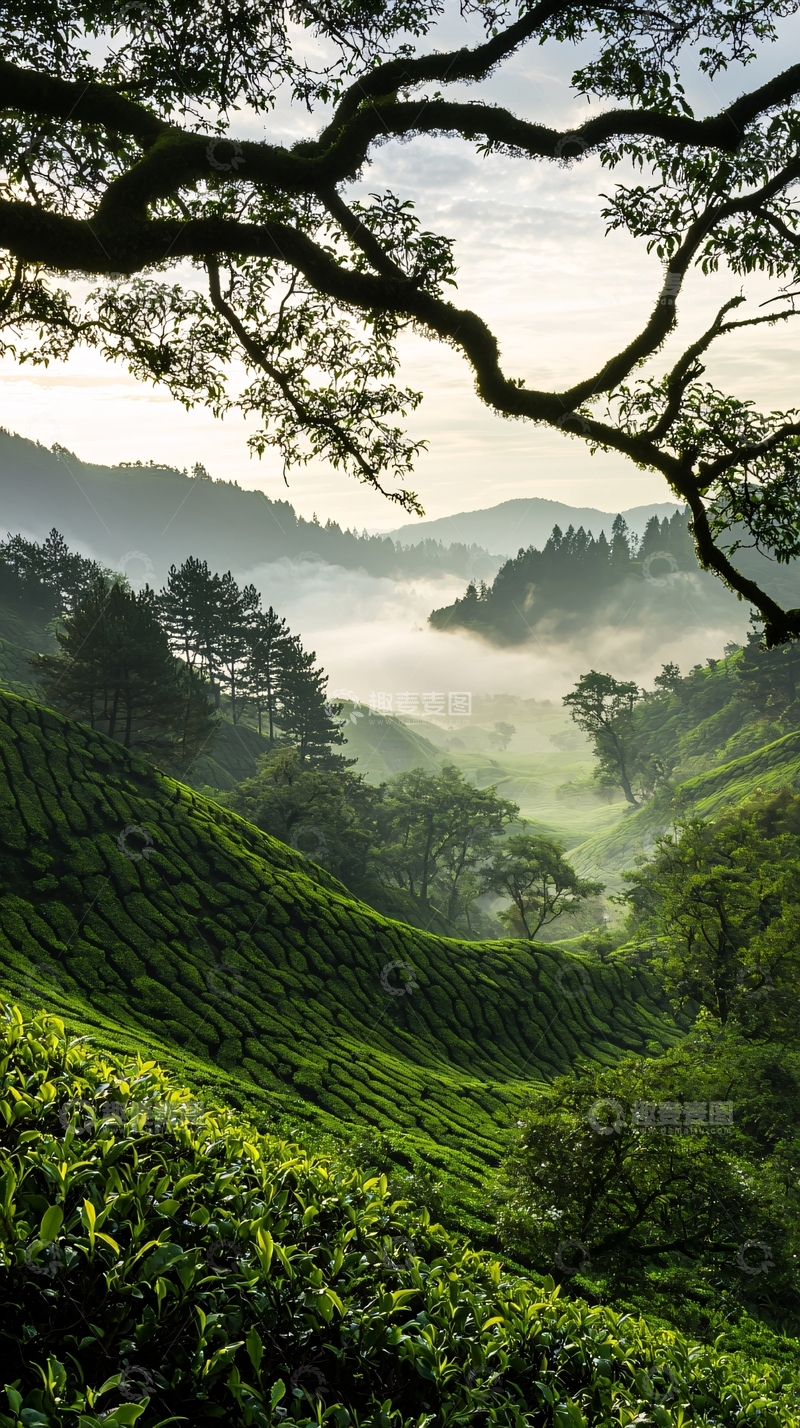 高清大图下载【趣麦麦图】茶园晨雾自然风光