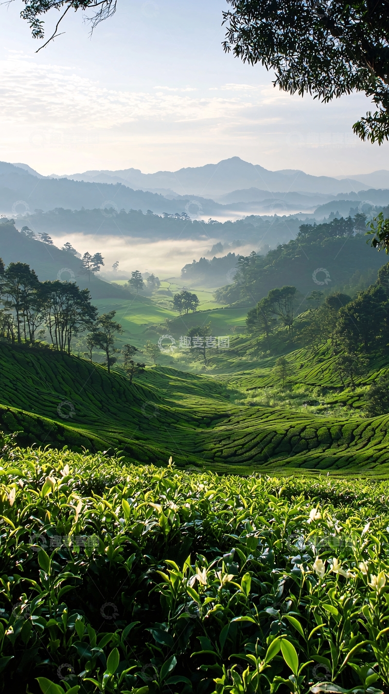 高清大图下载【趣麦麦图】茶园晨雾山景