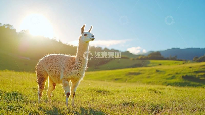 高清大图下载【趣麦麦图】阳光下的羊驼牧场风光