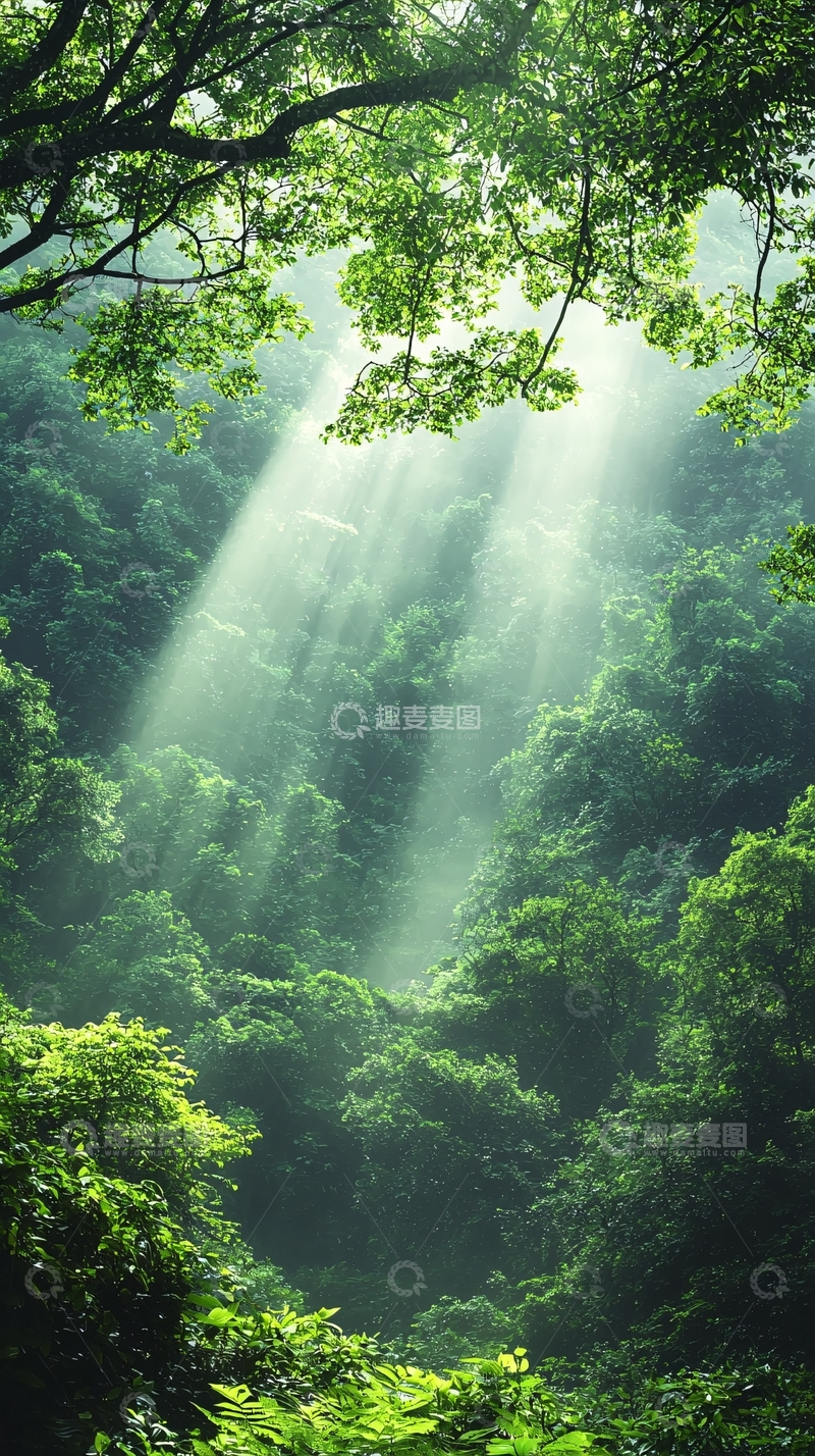 高清大图下载【趣麦麦图】阳光穿透森林
