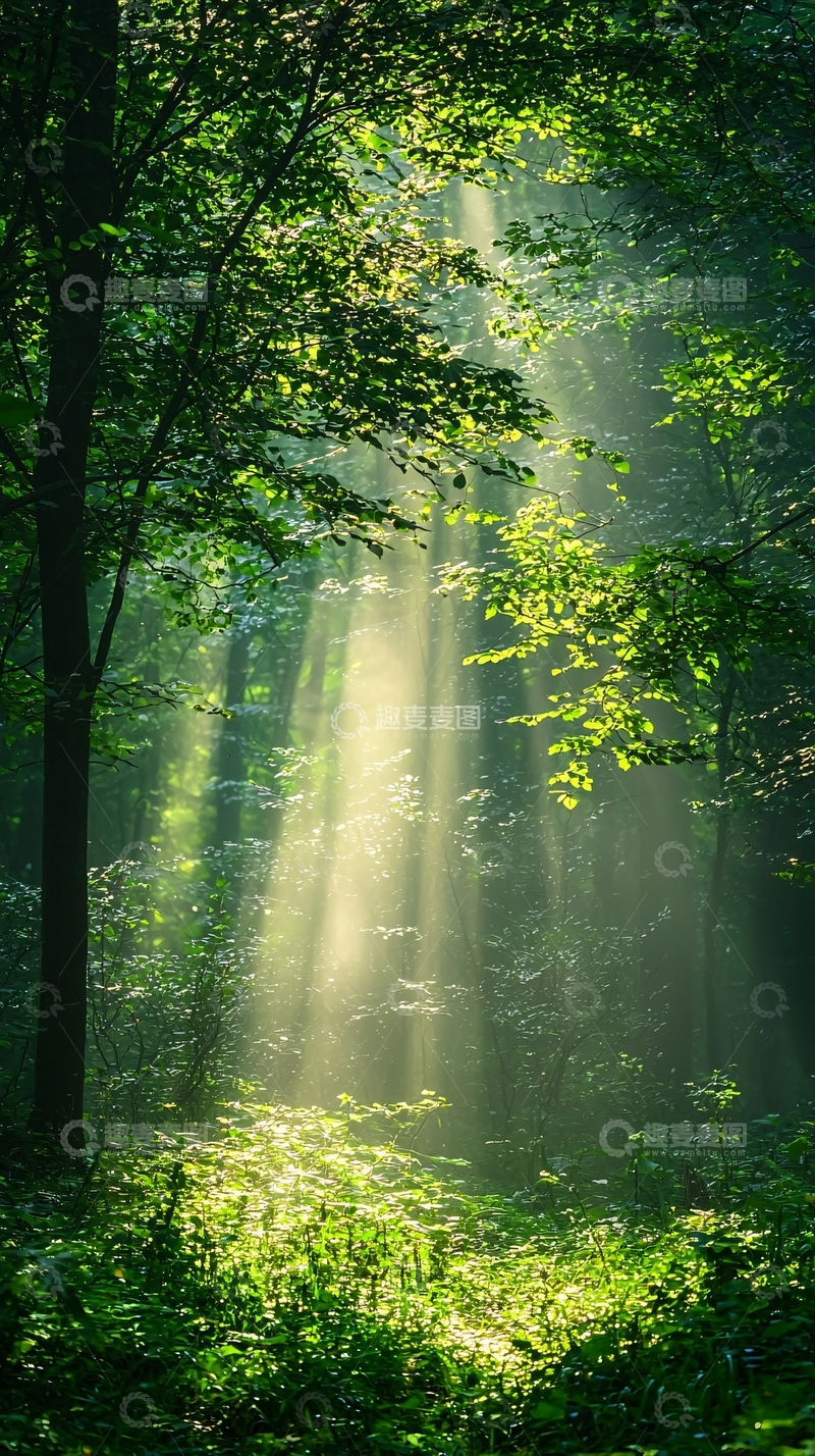 高清大图下载【趣麦麦图】阳光穿透森林