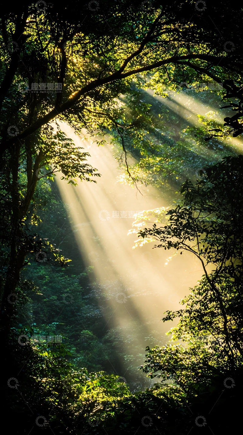 高清大图下载【趣麦麦图】森林中的阳光穿透树叶