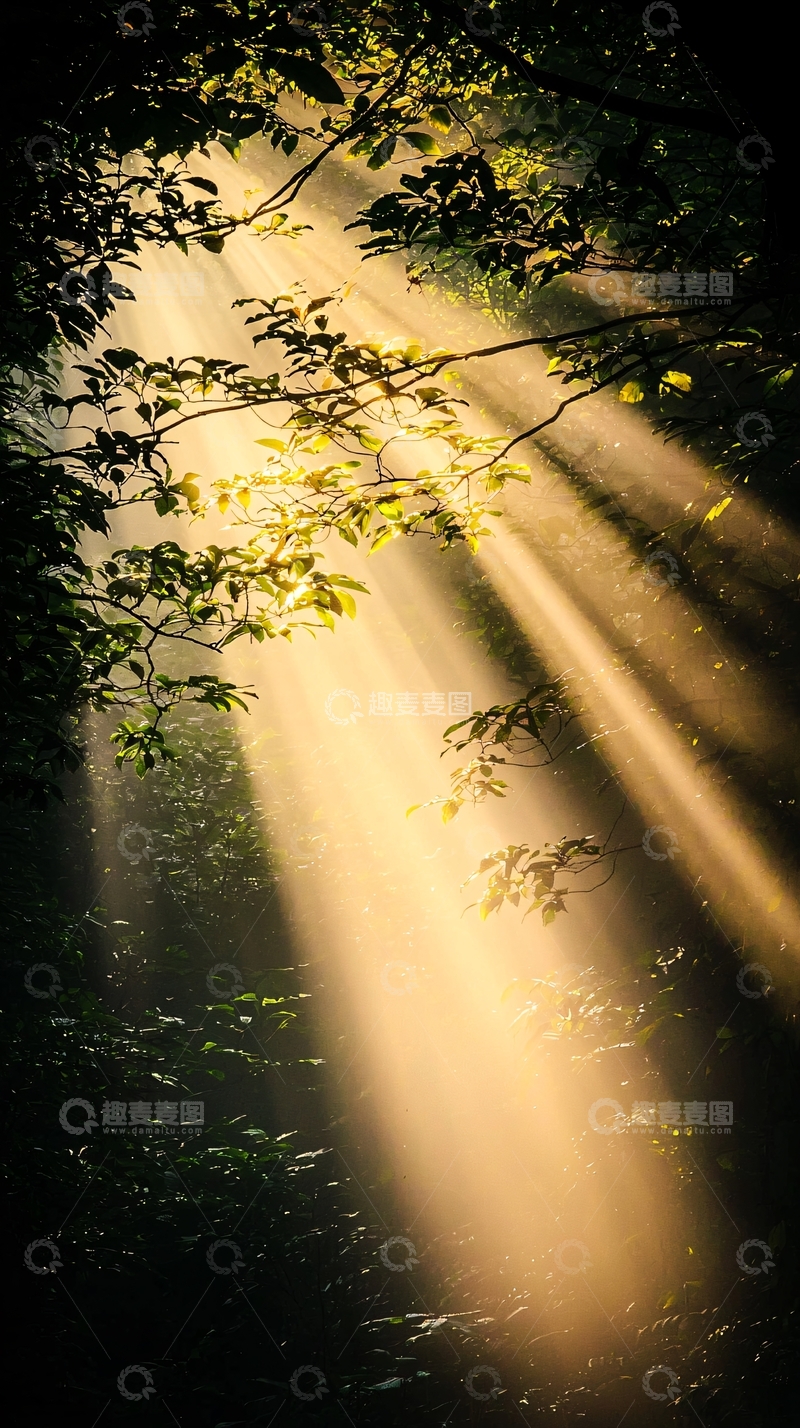 高清大图下载【趣麦麦图】森林中的阳光穿透树叶