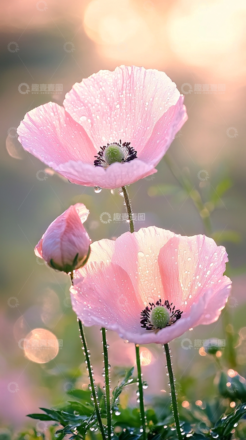 高清大图下载【趣麦麦图】清晨露珠中的粉色罂粟花