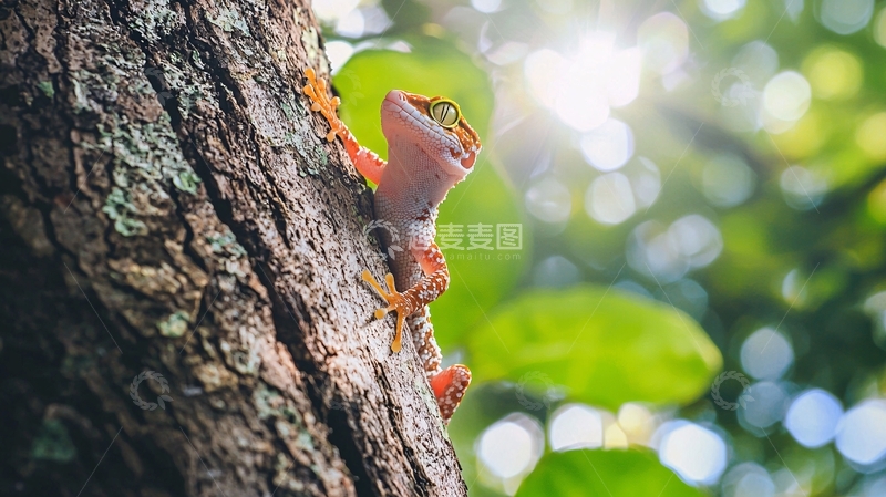 高清大图下载【趣麦麦图】树上的壁虎自然风光