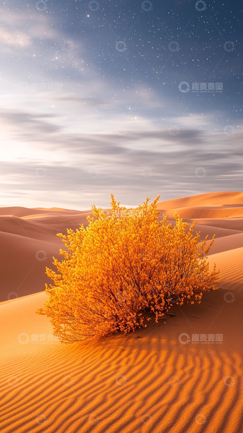 高清大图下载【趣麦麦图】沙漠中的孤独植物