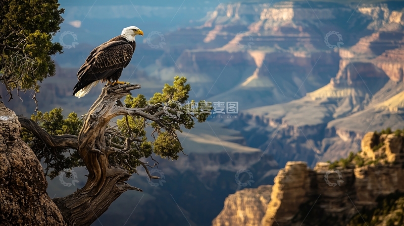 高清大图下载【趣麦麦图】雄鹰栖息在大峡谷边