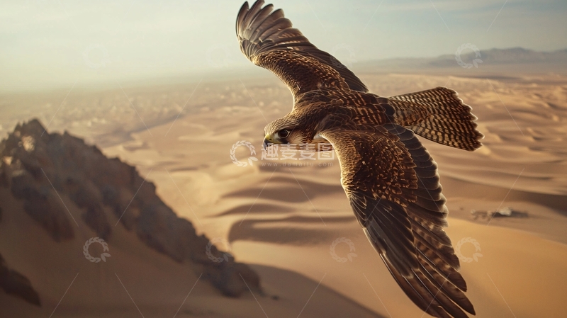 高清大图下载【趣麦麦图】沙漠上的猎鹰飞翔