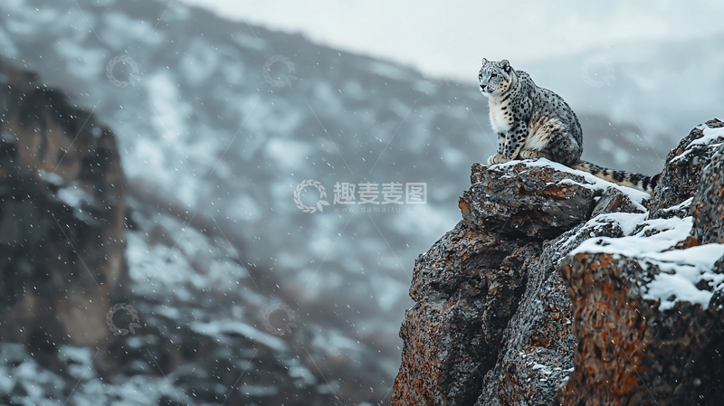高清大图下载【趣麦麦图】雪豹在岩石上的冬季风景