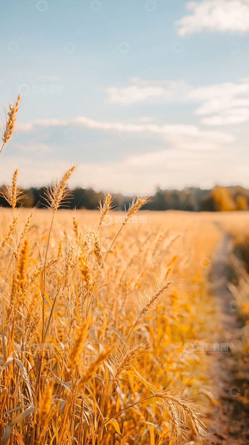 高清大图下载【趣麦麦图】金黄麦田下的宁静时光