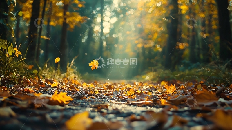 高清大图下载【趣麦麦图】秋日森林落叶阳光
