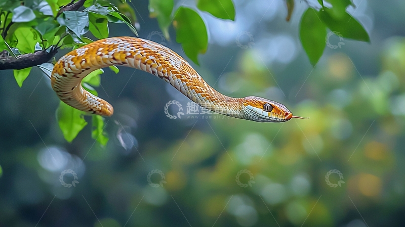 高清大图下载【趣麦麦图】树上的蛇高清图片