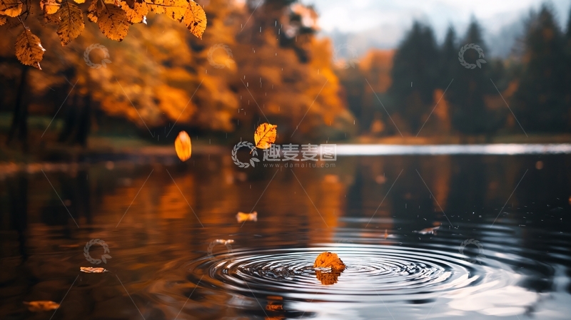 高清大图下载【趣麦麦图】秋雨落叶湖面涟漪