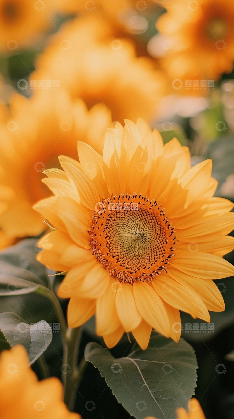 高清大图下载【趣麦麦图】向日葵盛开的田野