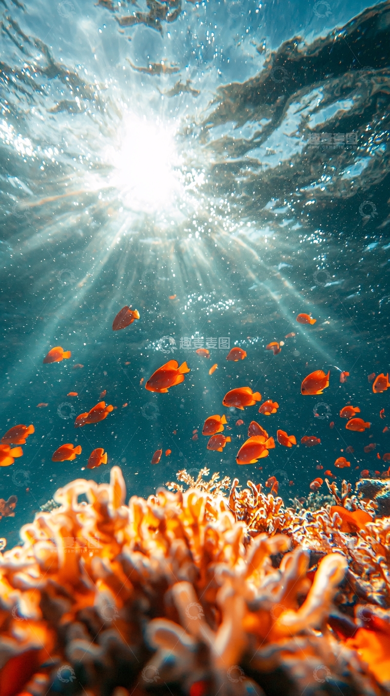 高清大图下载【趣麦麦图】海底珊瑚与热带鱼