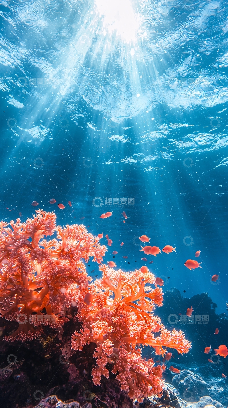 高清大图下载【趣麦麦图】海底珊瑚与阳光下的鱼群