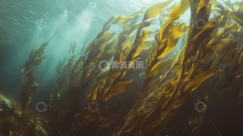 高清大图下载【趣麦麦图】海底藻类植物自然风光