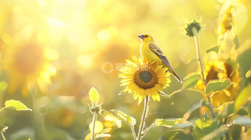 高清大图下载【趣麦麦图】向日葵上的小鸟