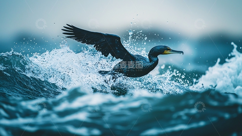 高清大图下载【趣麦麦图】海鸟冲浪飞翔