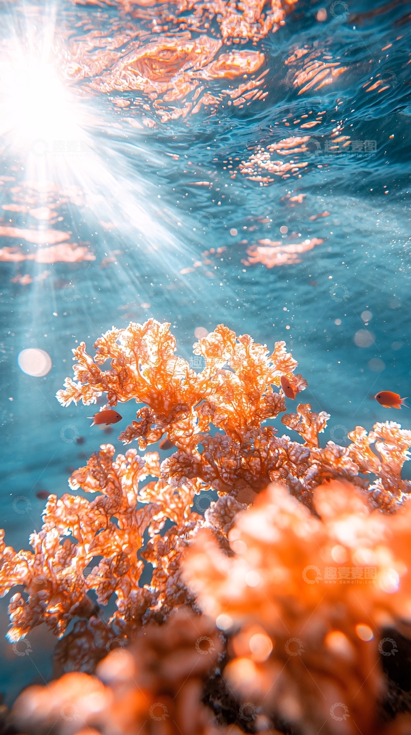 高清大图下载【趣麦麦图】海底珊瑚与阳光下的鱼群
