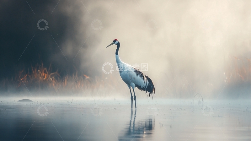 高清大图下载【趣麦麦图】晨雾中的丹顶鹤