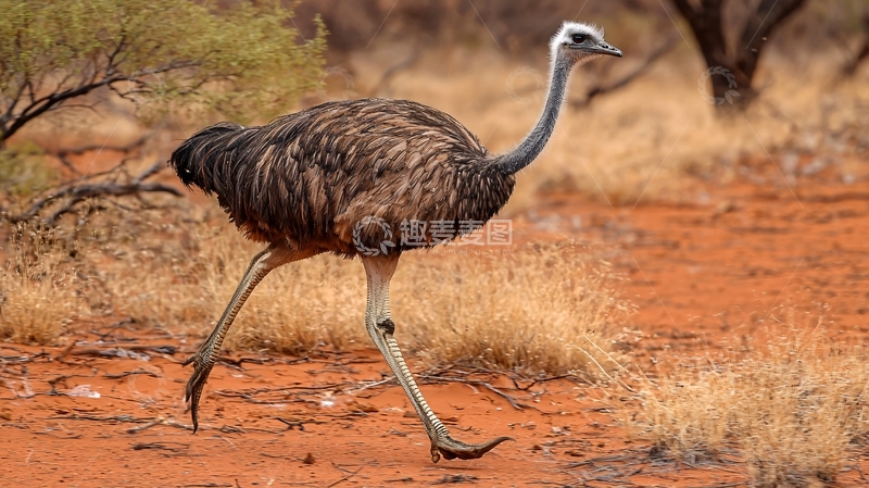 高清大图下载【趣麦麦图】非洲鸵鸟在沙漠中奔跑