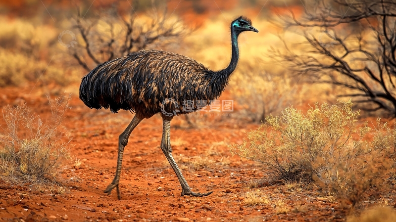 高清大图下载【趣麦麦图】澳洲原驼在沙漠中行走