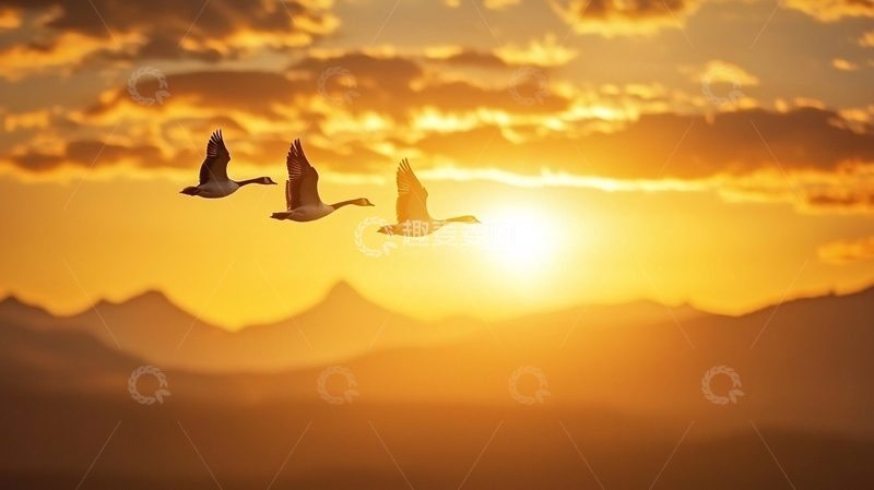 高清大图下载【趣麦麦图】夕阳下飞翔的三只鸟