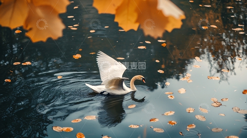 高清大图下载【趣麦麦图】秋日湖畔的天鹅与落叶