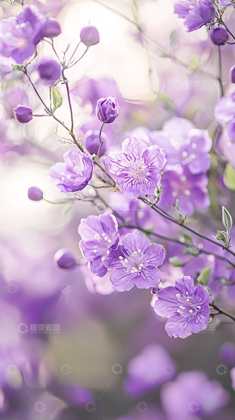 高清大图下载【趣麦麦图】紫色花朵自然背景