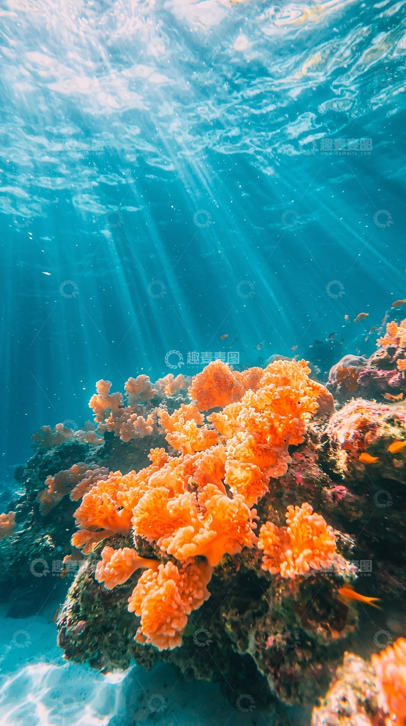 高清大图下载【趣麦麦图】海底珊瑚礁阳光照射