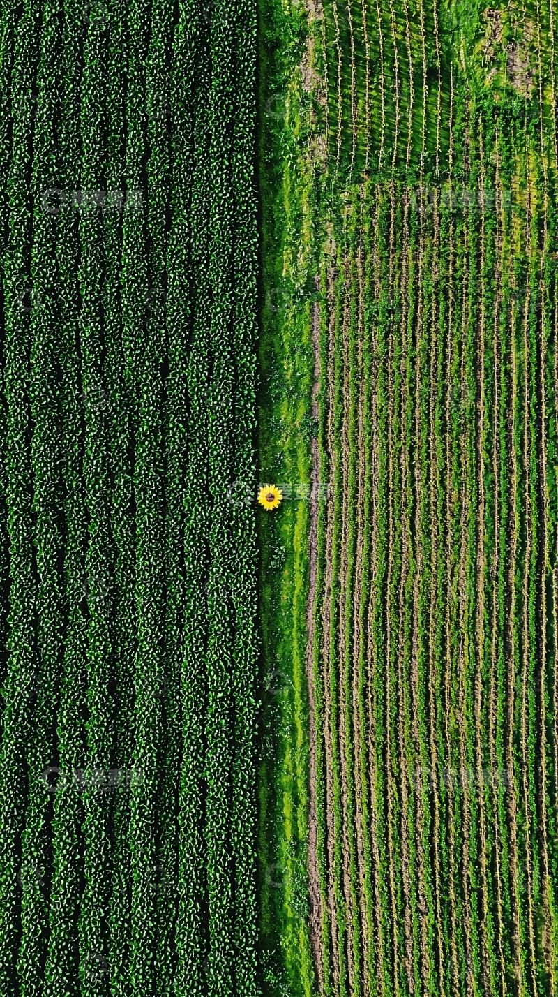 高清大图下载【趣麦麦图】多样化的农作物田