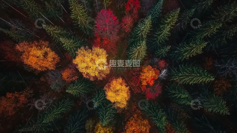 高清大图下载【趣麦麦图】秋意盎然的森林