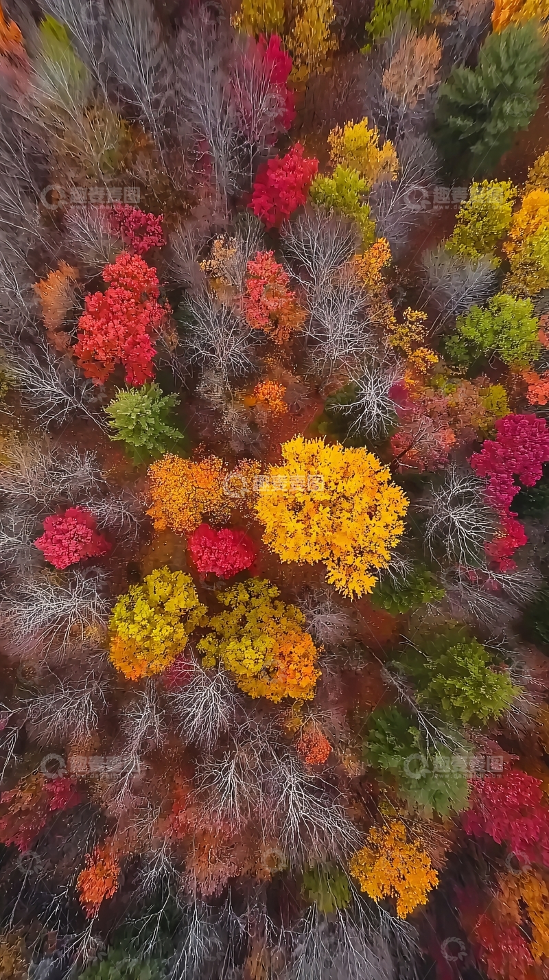 高清大图下载【趣麦麦图】秋意盎然的森林