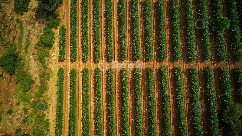 高清大图下载【趣麦麦图】乡村的健康农作物节