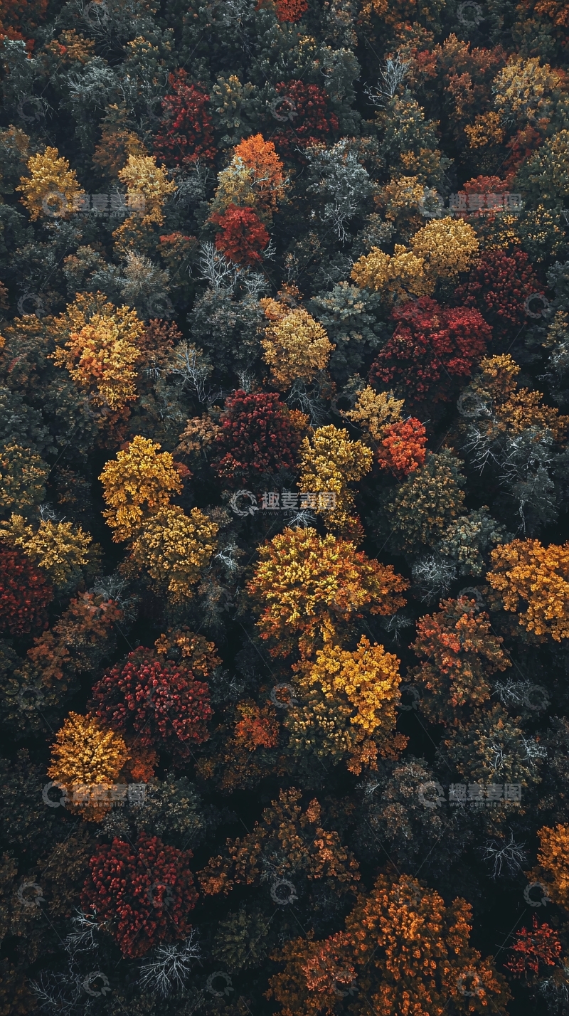 高清大图下载【趣麦麦图】秋意盎然的森林