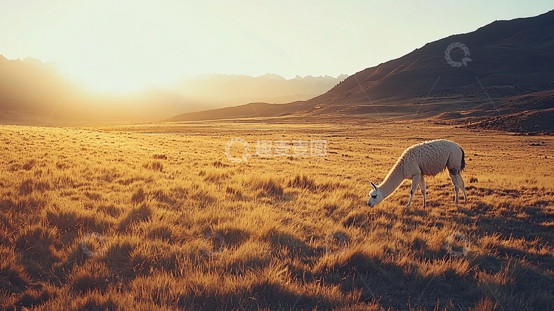 高清大图下载【趣麦麦图】夕阳下的羊驼草原风景