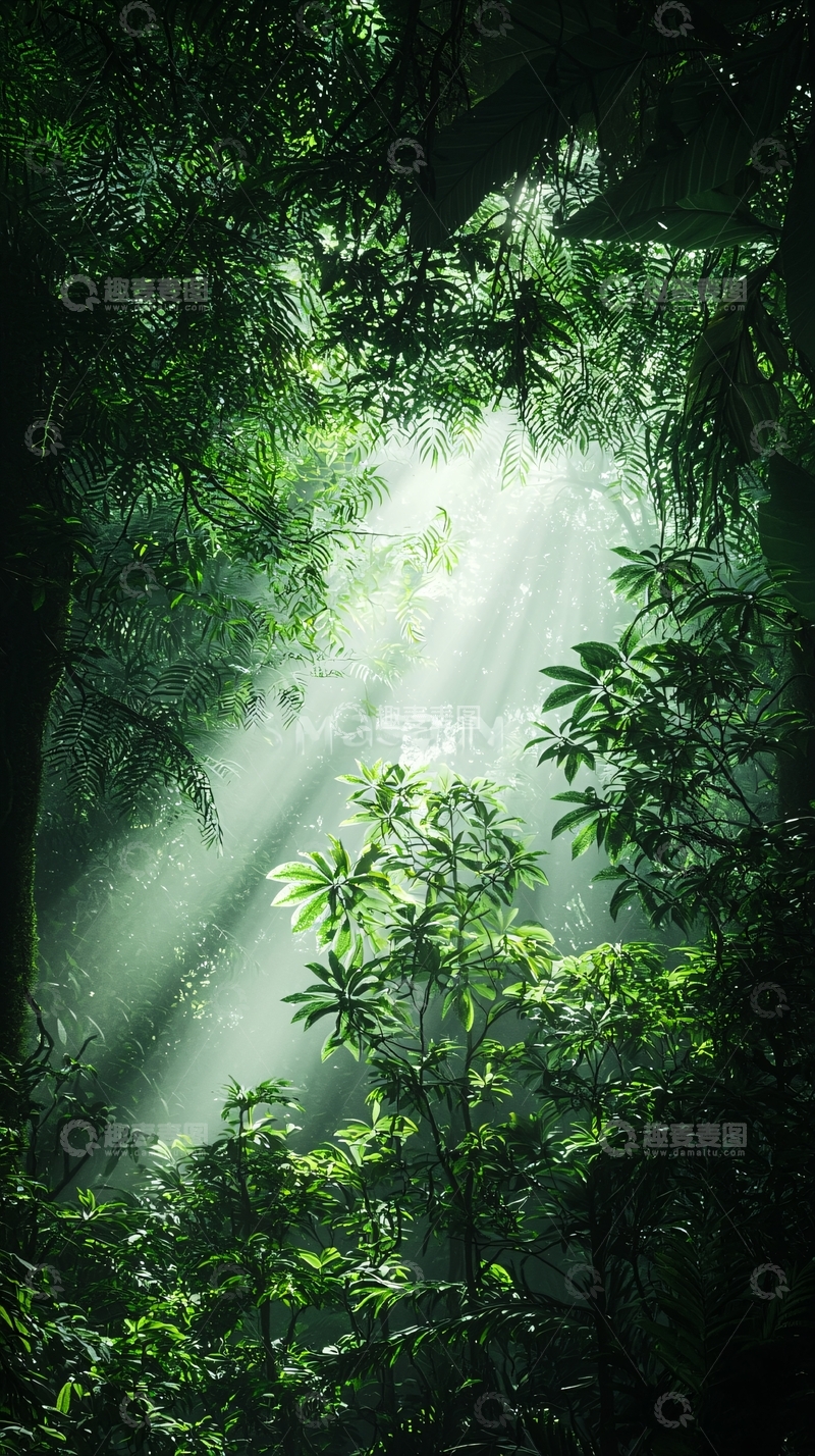 高清大图下载【趣麦麦图】阳光穿透雨林树叶