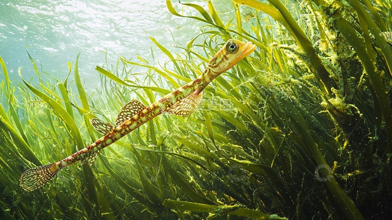 高清大图下载【趣麦麦图】海底植物中的长吻鱼